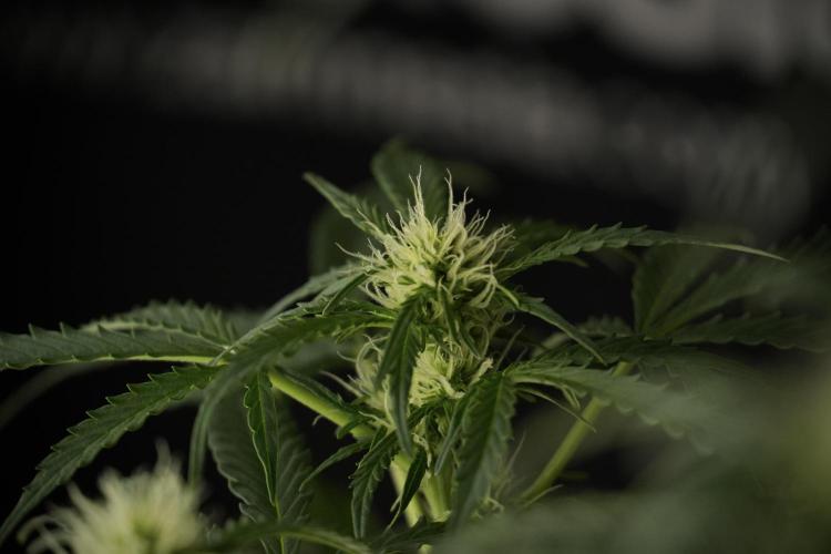 Lemon Cherry Gelato YumYum. Week 9 - Lemon Cherry Gelato Studio Day 