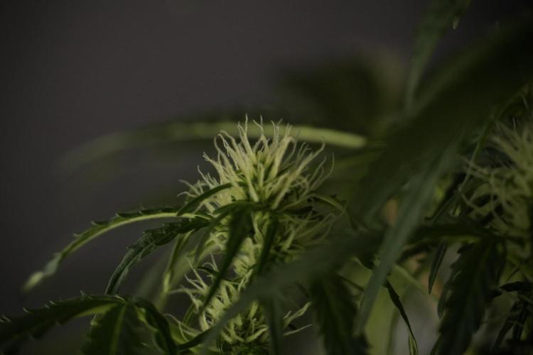 Lemon Cherry Gelato YumYum. Week 9 - Lemon Cherry Gelato Studio Day 
