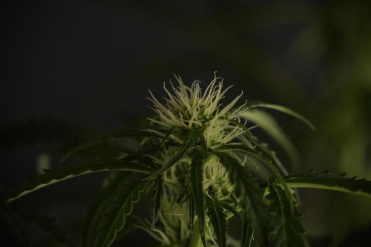 Lemon Cherry Gelato YumYum. Week 9 - Lemon Cherry Gelato Studio Day 