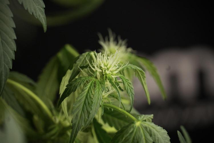 Lemon Cherry Gelato YumYum. Week 9 - Lemon Cherry Gelato Studio Day 