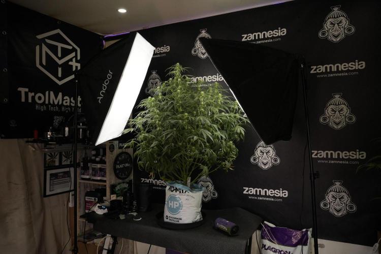 Lemon Cherry Gelato YumYum. Week 9 - Lemon Cherry Gelato Studio Day 