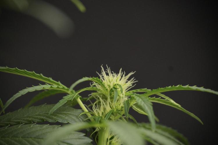 Lemon Cherry Gelato YumYum. Week 9 - Lemon Cherry Gelato Studio Day 