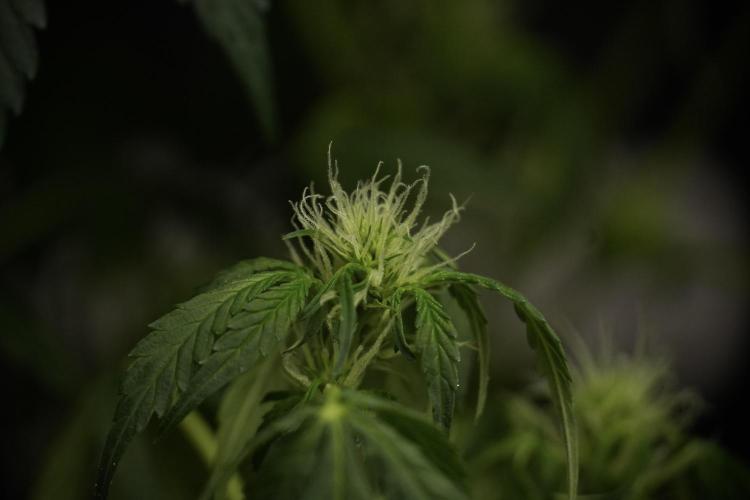 Lemon Cherry Gelato YumYum. Week 9 - Lemon Cherry Gelato Studio Day 