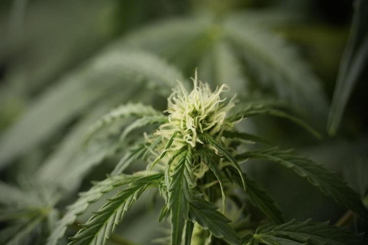 Lemon Cherry Gelato YumYum. Week 9 - Lemon Cherry Gelato Studio Day 