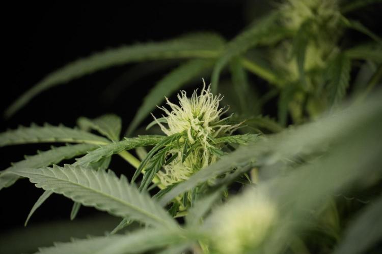 Lemon Cherry Gelato YumYum. Week 9 - Lemon Cherry Gelato Studio Day 