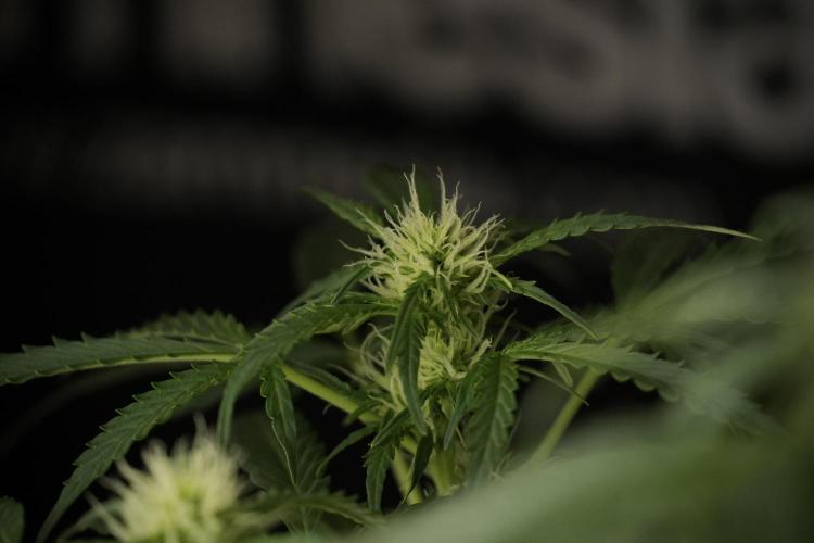 Lemon Cherry Gelato YumYum. Week 9 - Lemon Cherry Gelato Studio Day 