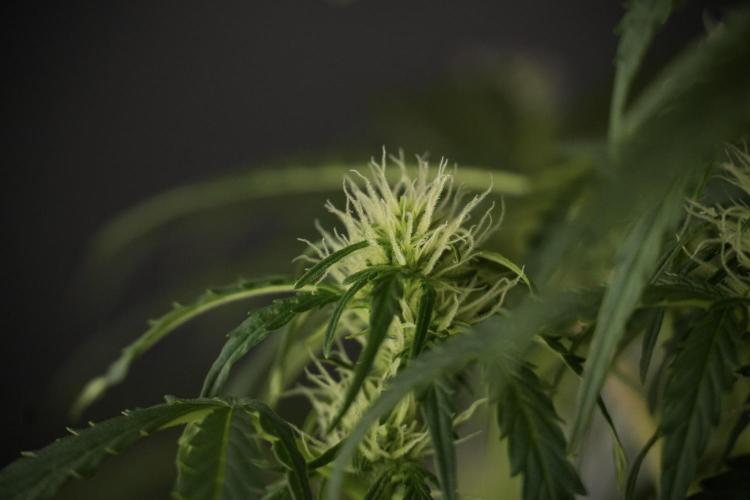 Lemon Cherry Gelato YumYum. Week 9 - Lemon Cherry Gelato Studio Day 
