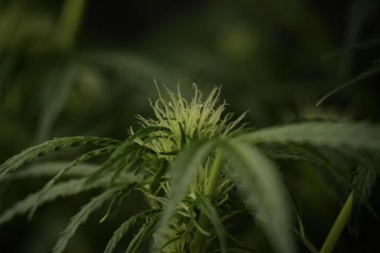Lemon Cherry Gelato YumYum. Week 9 - Lemon Cherry Gelato Studio Day 