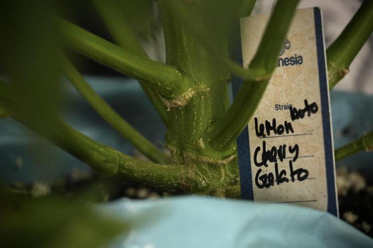 Lemon Cherry Gelato YumYum. Week 9 - Lemon Cherry Gelato Studio Day 