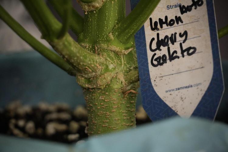Lemon Cherry Gelato YumYum. Week 9 - Lemon Cherry Gelato Studio Day 
