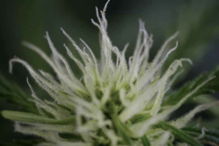 Lemon Cherry Gelato YumYum. Week 9 - Lemon Cherry Gelato Studio Day 
