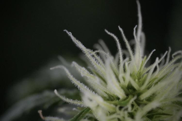 Lemon Cherry Gelato YumYum. Week 9 - Lemon Cherry Gelato Studio Day 