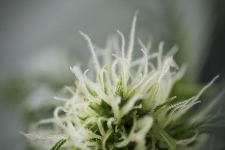 Lemon Cherry Gelato YumYum. Week 9 - Lemon Cherry Gelato Studio Day 