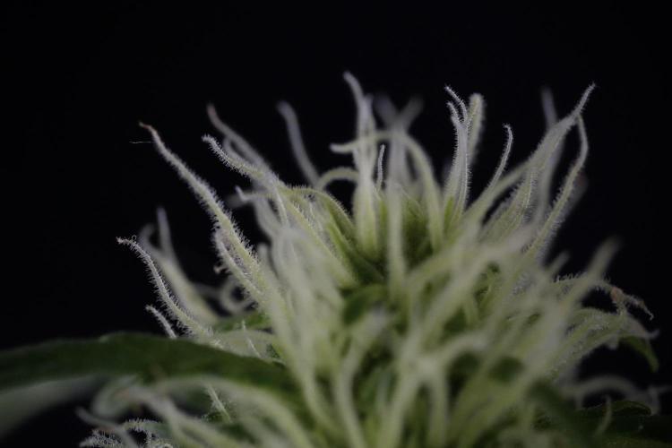 Lemon Cherry Gelato YumYum. Week 9 - Lemon Cherry Gelato Studio Day 