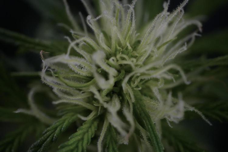 Lemon Cherry Gelato YumYum. Week 9 - Lemon Cherry Gelato Studio Day 