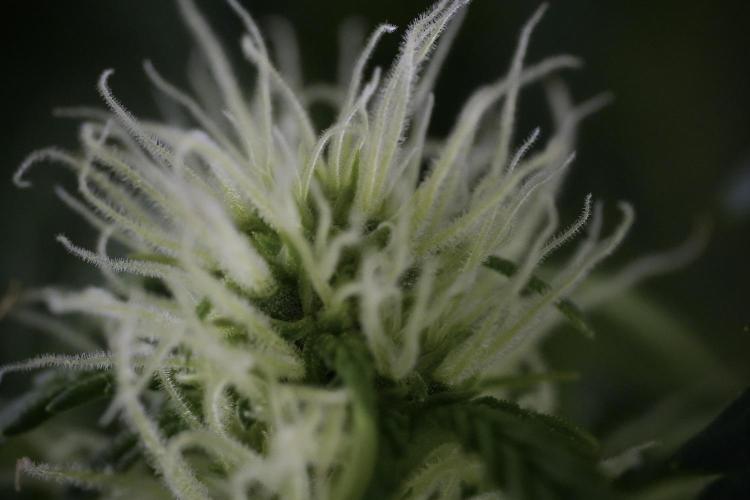 Lemon Cherry Gelato YumYum. Week 9 - Lemon Cherry Gelato Studio Day 