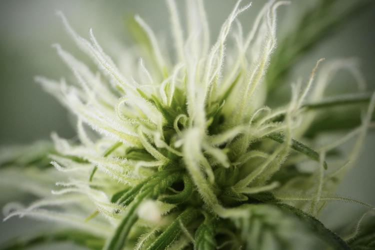 Lemon Cherry Gelato YumYum. Week 9 - Lemon Cherry Gelato Studio Day 