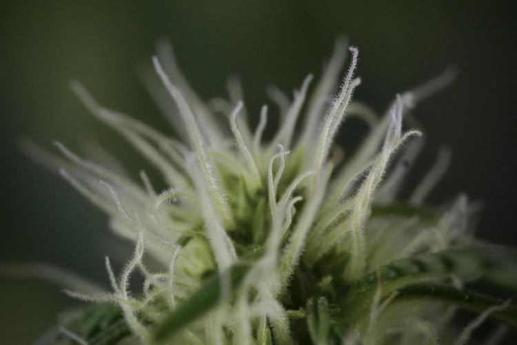 Lemon Cherry Gelato YumYum. Week 9 - Lemon Cherry Gelato Studio Day 