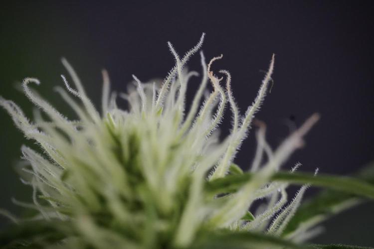 Lemon Cherry Gelato YumYum. Week 9 - Lemon Cherry Gelato Studio Day 