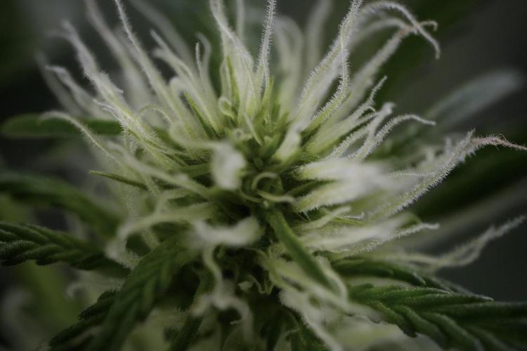 Lemon Cherry Gelato YumYum. Week 9 - Lemon Cherry Gelato Studio Day 