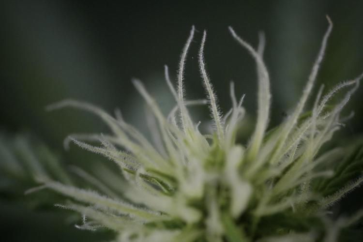 Lemon Cherry Gelato YumYum. Week 9 - Lemon Cherry Gelato Studio Day 