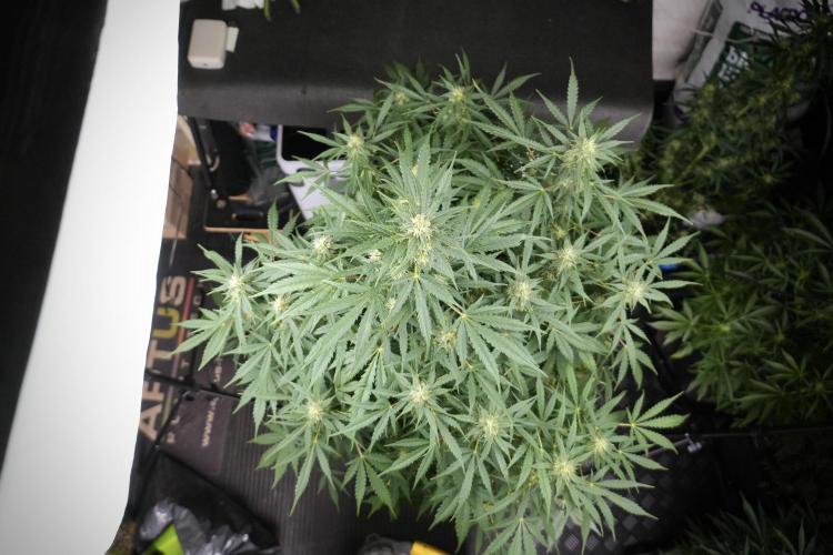 Lemon Cherry Gelato YumYum. Week 9 - The other Lemon Cherry Gelato Studio Day 