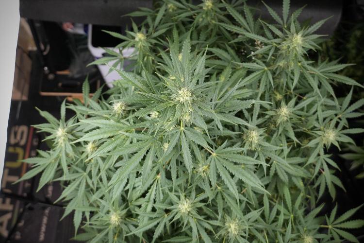 Lemon Cherry Gelato YumYum. Week 9 - The other Lemon Cherry Gelato Studio Day 