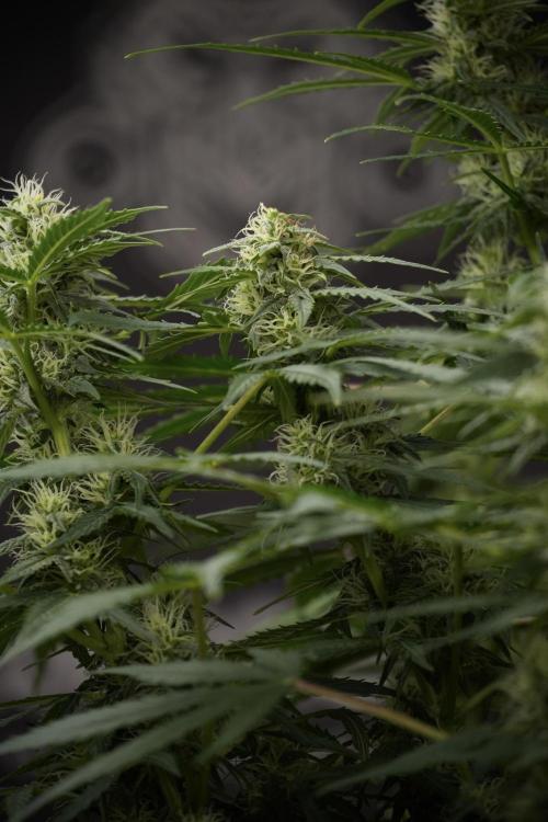 Lemon Cherry Gelato YumYum. Week 9 - The other Lemon Cherry Gelato Studio Day 