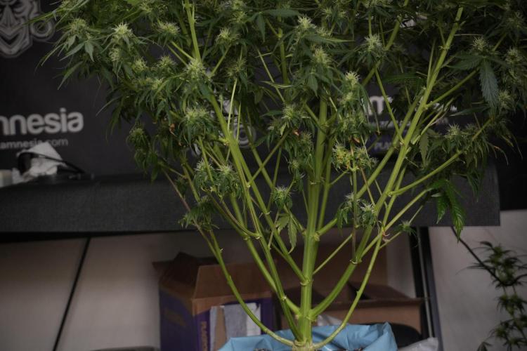 Lemon Cherry Gelato YumYum. Week 9 - Defoliating The other Lemon Cherry Gelato 