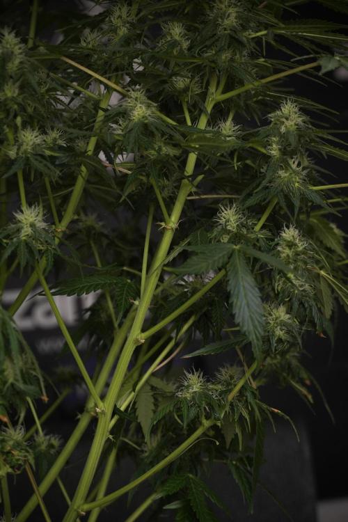 Lemon Cherry Gelato YumYum. Week 9 - Defoliating The other Lemon Cherry Gelato 