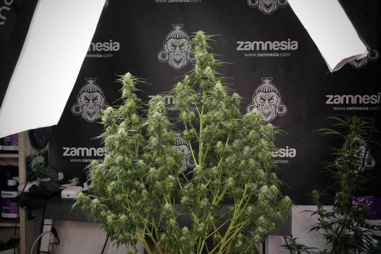 Lemon Cherry Gelato YumYum. Week 9 - Defoliating The other Lemon Cherry Gelato 