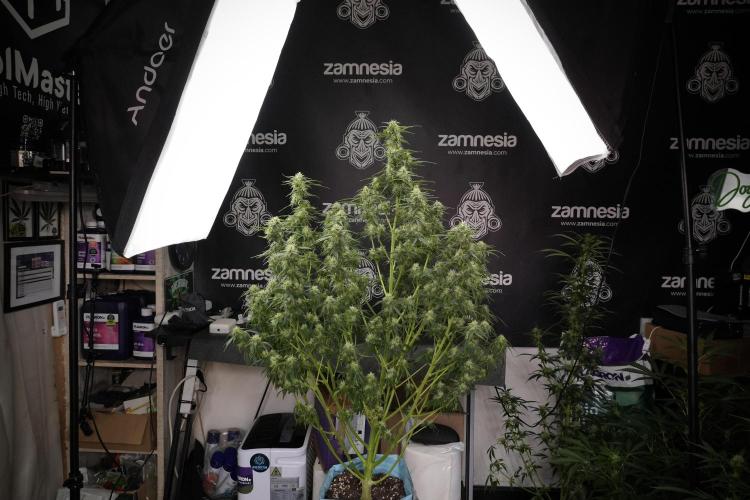 Lemon Cherry Gelato YumYum. Week 9 - Defoliating The other Lemon Cherry Gelato 