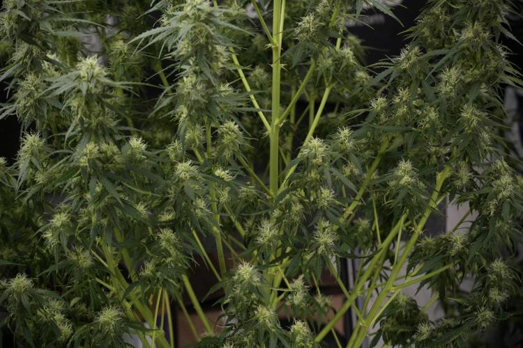 Lemon Cherry Gelato YumYum. Week 9 - Defoliating The other Lemon Cherry Gelato 