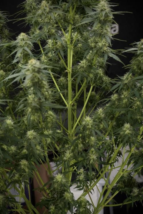 Lemon Cherry Gelato YumYum. Week 9 - Defoliating The other Lemon Cherry Gelato 