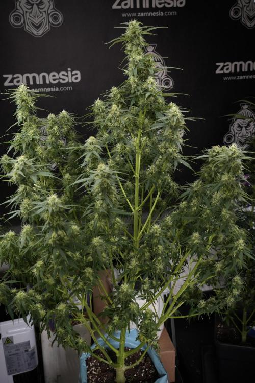 Lemon Cherry Gelato YumYum. Week 9 - Defoliating The other Lemon Cherry Gelato 