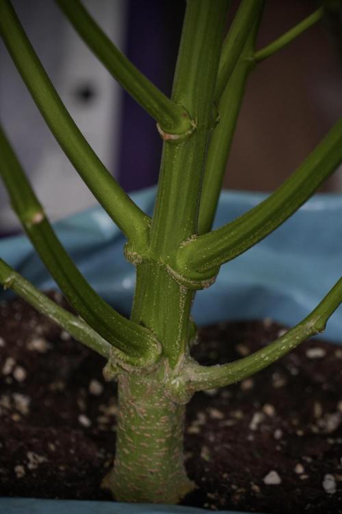 Lemon Cherry Gelato YumYum. Week 9 - Defoliating The other Lemon Cherry Gelato 
