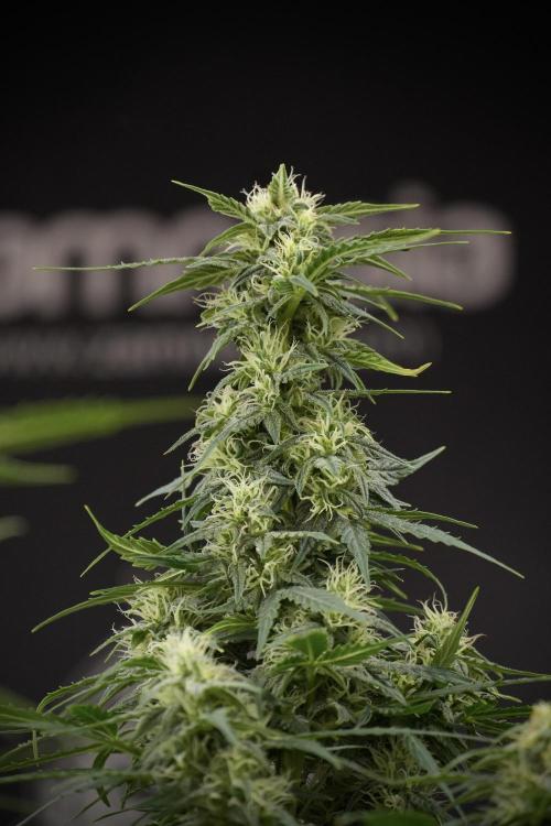 Lemon Cherry Gelato YumYum. Week 9 - Defoliating The other Lemon Cherry Gelato 