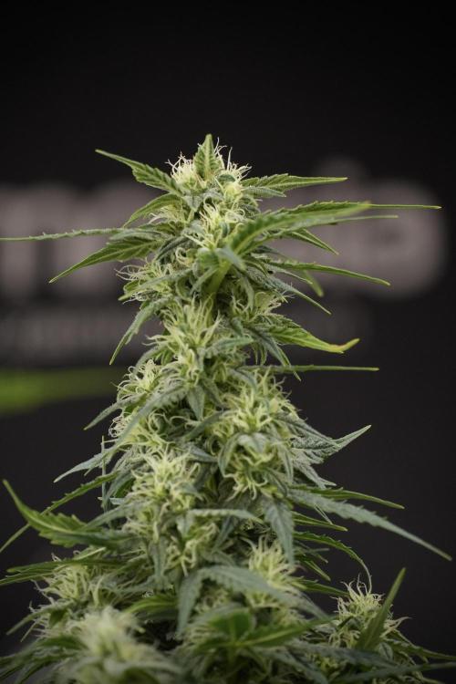 Lemon Cherry Gelato YumYum. Week 9 - Defoliating The other Lemon Cherry Gelato 