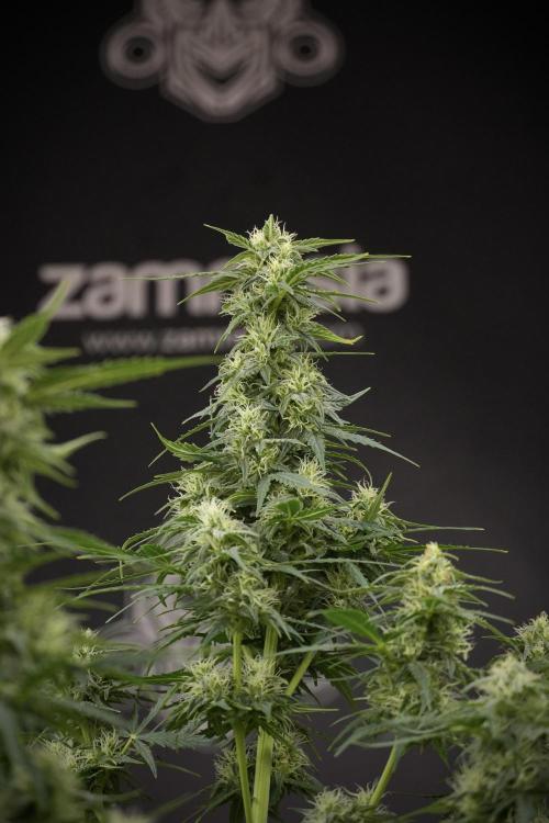 Lemon Cherry Gelato YumYum. Week 9 - Defoliating The other Lemon Cherry Gelato 