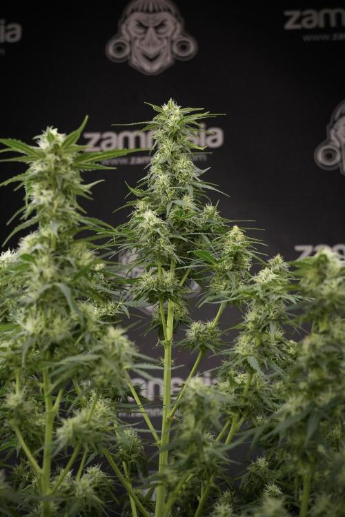 Lemon Cherry Gelato YumYum. Week 9 - Defoliating The other Lemon Cherry Gelato 