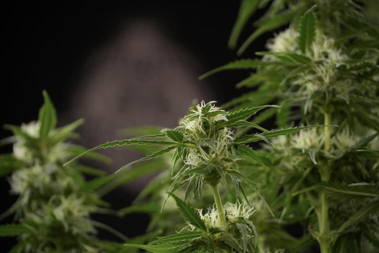 Lemon Cherry Gelato YumYum. Week 9 - Defoliating The other Lemon Cherry Gelato 