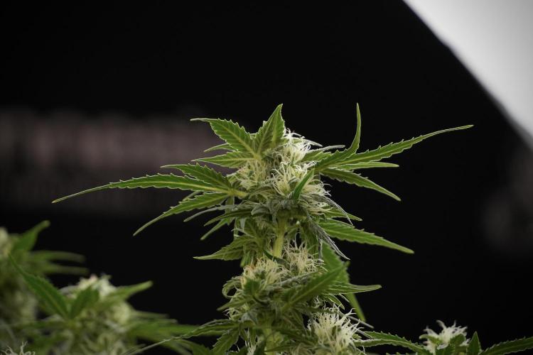 Lemon Cherry Gelato YumYum. Week 9 - Defoliating The other Lemon Cherry Gelato 