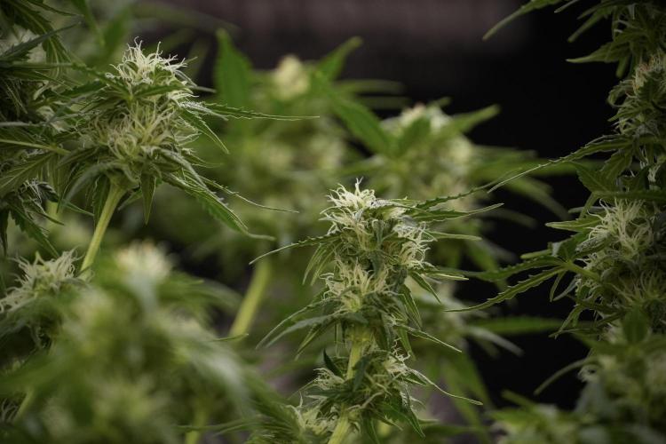 Lemon Cherry Gelato YumYum. Week 9 - Defoliating The other Lemon Cherry Gelato 