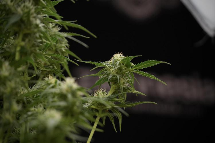 Lemon Cherry Gelato YumYum. Week 9 - Defoliating The other Lemon Cherry Gelato 