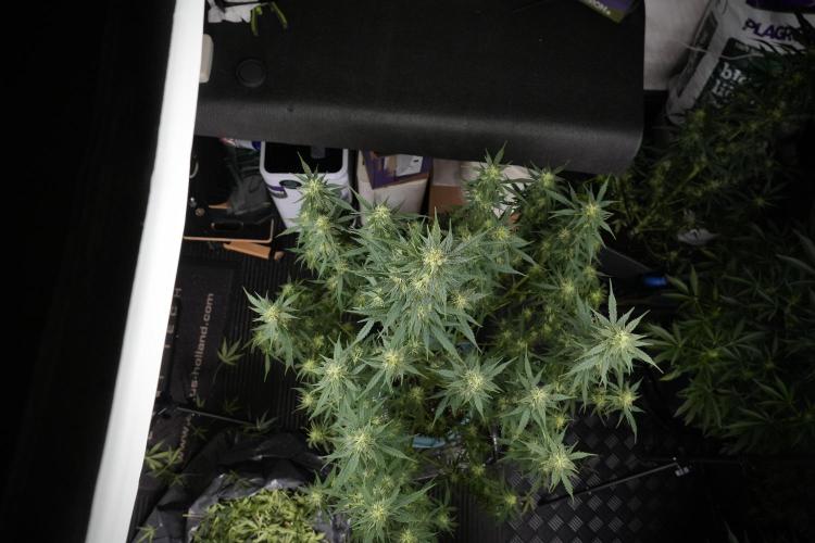 Lemon Cherry Gelato YumYum. Week 9 - Defoliating The other Lemon Cherry Gelato 