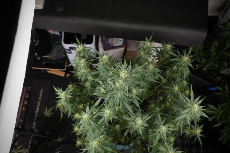 Lemon Cherry Gelato YumYum. Week 9 - Defoliating The other Lemon Cherry Gelato 