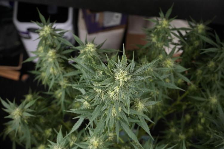 Lemon Cherry Gelato YumYum. Week 9 - Defoliating The other Lemon Cherry Gelato 