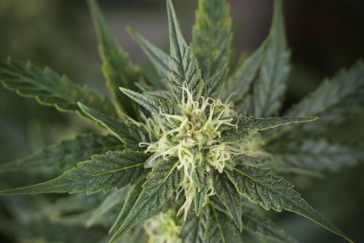 Lemon Cherry Gelato YumYum. Week 9 - Defoliating The other Lemon Cherry Gelato 