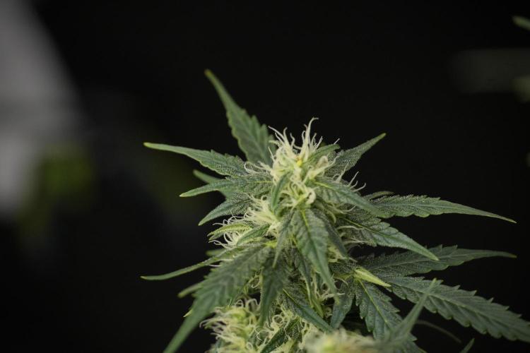 Lemon Cherry Gelato YumYum. Week 9 - Defoliating The other Lemon Cherry Gelato 
