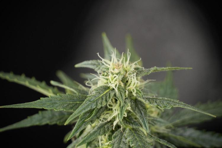 Lemon Cherry Gelato YumYum. Week 9 - Defoliating The other Lemon Cherry Gelato 